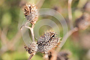 Dry thorns and dry plants