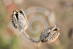 Dry thorns and dry plants