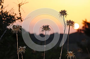 Dry thorns in the field at sunset