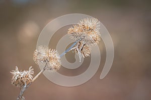 Dry thorny seed of city park bushes