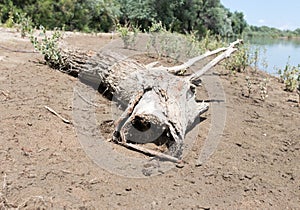 Dry timber on the Syr Darya River. Kazakhstan