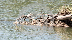 Dry timber on the Syr Darya River. Kazakhstan