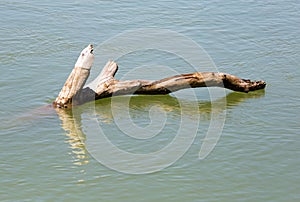 Dry timber on the Syr Darya River. Kazakhstan