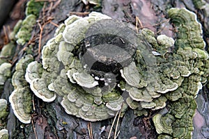 Dry Tinder Trametes hirsuta fungus on rotten birch trunk