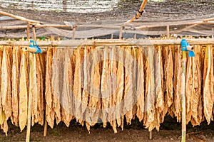 Dry tobacco leaf hanging on the bamboo in the outdoor shed