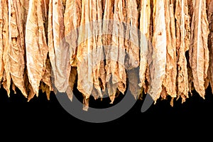 Dry tobacco leaf hanging on the bamboo in the outdoor shed