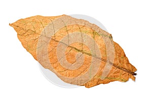 Dry tobacco leaves photo