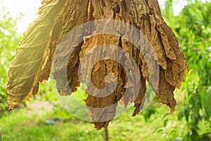 Dry tobacco leaves tobacco leaf drying