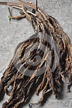Dry Tobbaco leaves