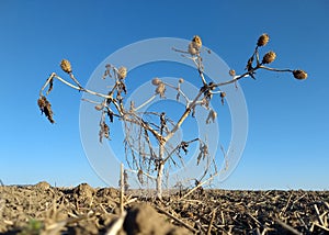 Dry toxic jimsonweed on bare field