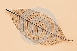 Dry transparent leaf