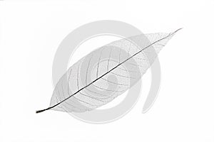 Dry transparent leaf