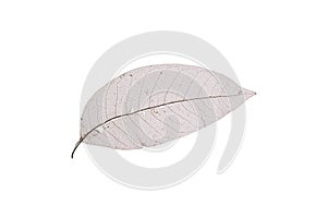 Dry transparent leaf