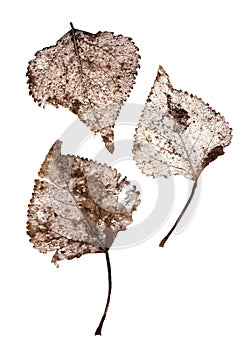 Dry transparent leaf