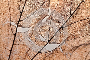 The dry transparent leaf with cracks and holes on the surface.