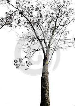 Strom izolované na bílém pozadí 