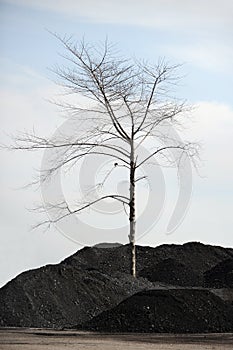 Dry tree