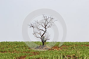 Dry tree