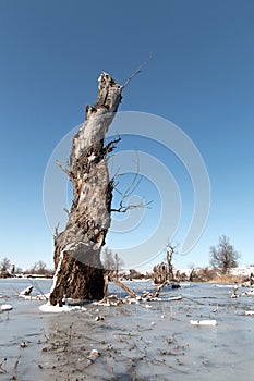 Dry tree