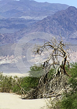 Dry tree