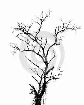 Dry tree