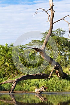 Dry tree above water in the Serengeti. Tanzanya