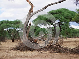 Dry tree in Africa