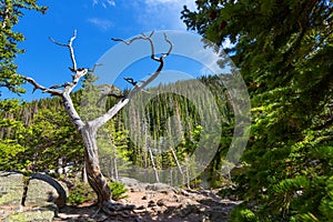 Dry tree against mountain with evergreen woods