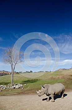 Dry tree and alone White Rhino under blue skies in a safari park