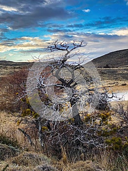 dry tree in autumn landscape with blue sky and clouds. Torres del Paine Park