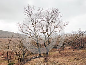 A dry tree on an autumn landscape in a mountainous area.