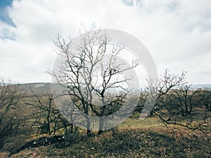 A dry tree on an autumn landscape in a mountainous area.