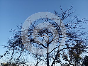 Dry tree on the Autumn session