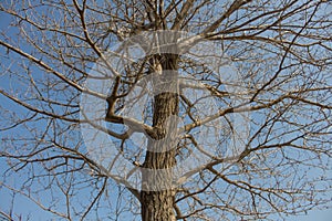 Dry tree on a background of blue sky