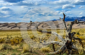 Dry tree on the background of the Great Sand Dunes, Colorado, US