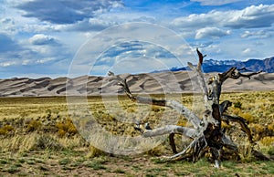 Dry tree on the background of the Great Sand Dunes, Colorado, US