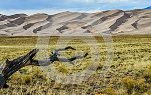 Dry tree on the background of the Great Sand Dunes, Colorado, US