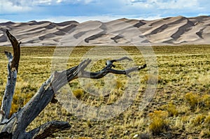 Dry tree on the background of the Great Sand Dunes, Colorado, US