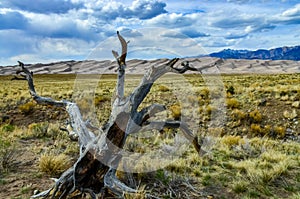 Dry tree on the background of the Great Sand Dunes, Colorado, US