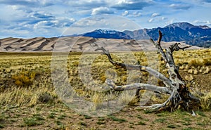 Dry tree on the background of the Great Sand Dunes, Colorado, US