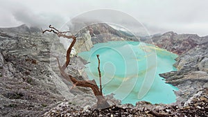 Dry tree on background of volcano ijen sulphuric acid lake Indonesia