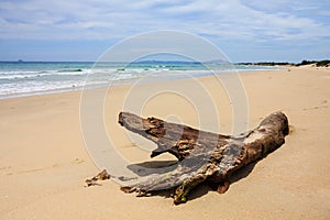 A dry tree at Bai Dai beach (also known as Long Beach), Khanh Hoa, Vietnam