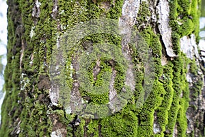 Dry tree bark and moss texture and background, nature concept