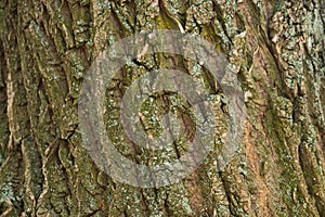 Dry tree bark texture background