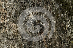 Dry tree bark texture and background