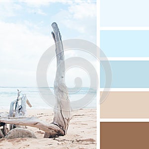 Dry tree on the beach. color palette swatches. pastel hues