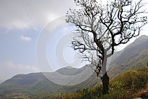 Dry tree with beautiful mountaineous background