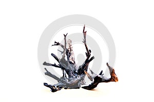 The dry tree big roots on white background