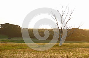 Dry tree with birds on sundown.