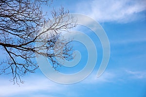 Dry tree on blu sky and sunshine background